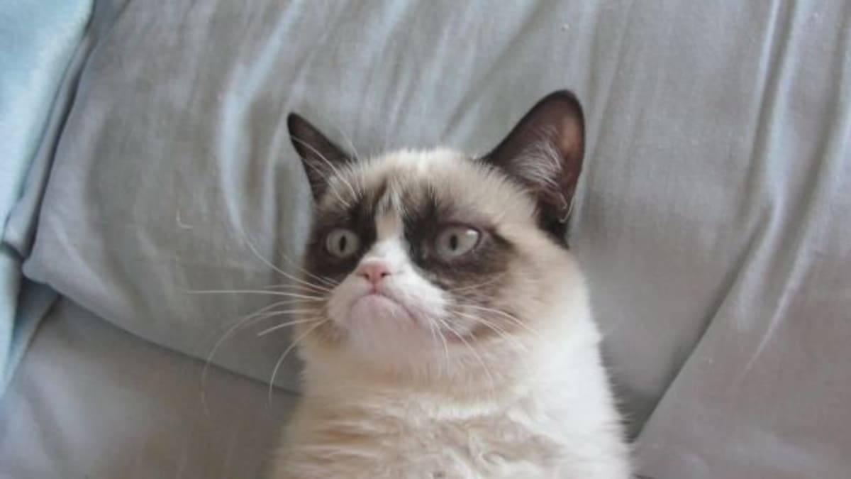 Falleció 'Grumpy Cat' a los 7 años de edad