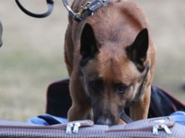 Jorge Ponce lleva un perro antidroga a ‘La Resistencia’: “Esto no se ha hecho en ‘El Hormiguero’”