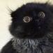 El gato con la mirada más rara del mundo