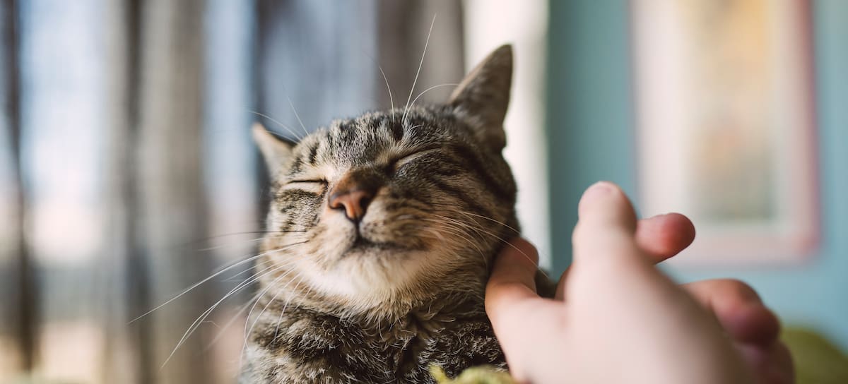 Un gato