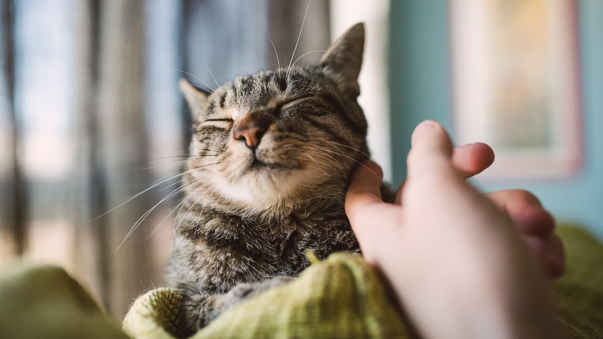 Nerea Gilabert, experta en gatoterapia: “El gato se acerca, ronronea y ayuda a regular nuestras emociones"