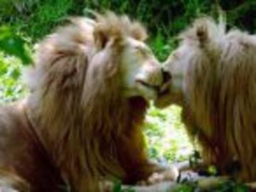 Los &quot;leones gay&quot; de Kenia