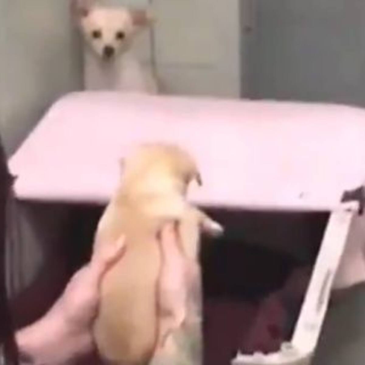 Así reacciona una perra al reencontrarse con sus cachorros