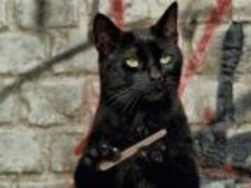 Gato callejero es sospechoso en un &quot;intento de asesinato&quot;