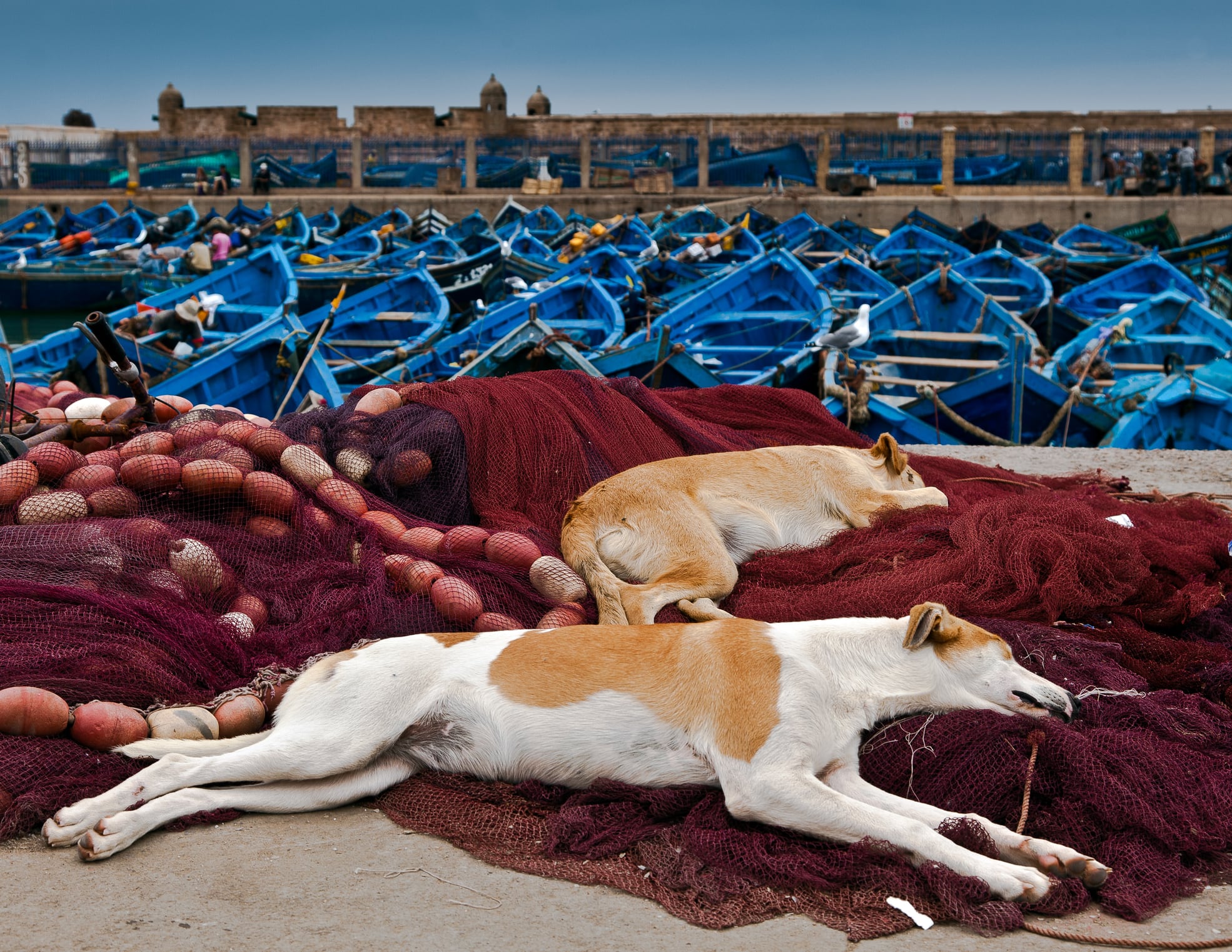 Dos perros callejeros, en el muelle de Esauira, en la costa marroquí.