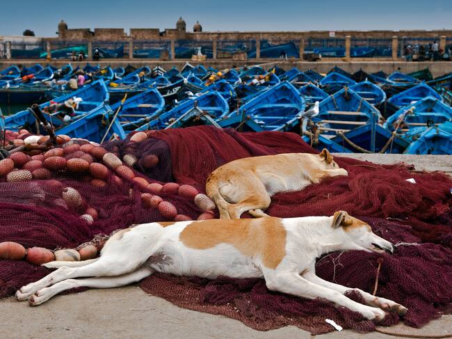 Dos perros callejeros, en el muelle de Esauira, en la costa marroquí.