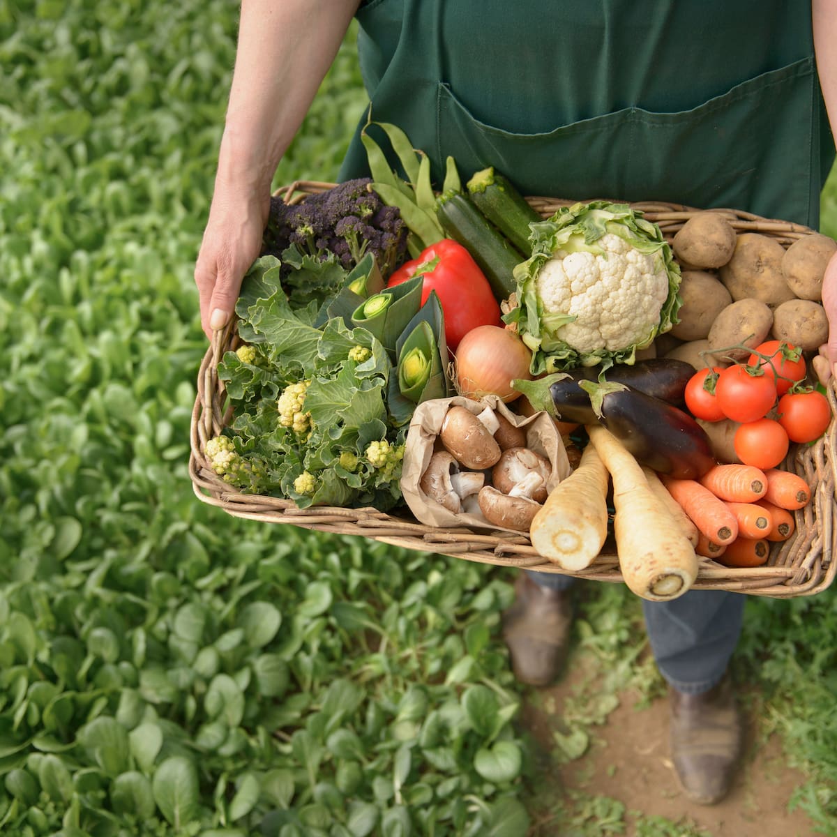 ¿Qué es la agricultura regenerativa y por qué va a más?