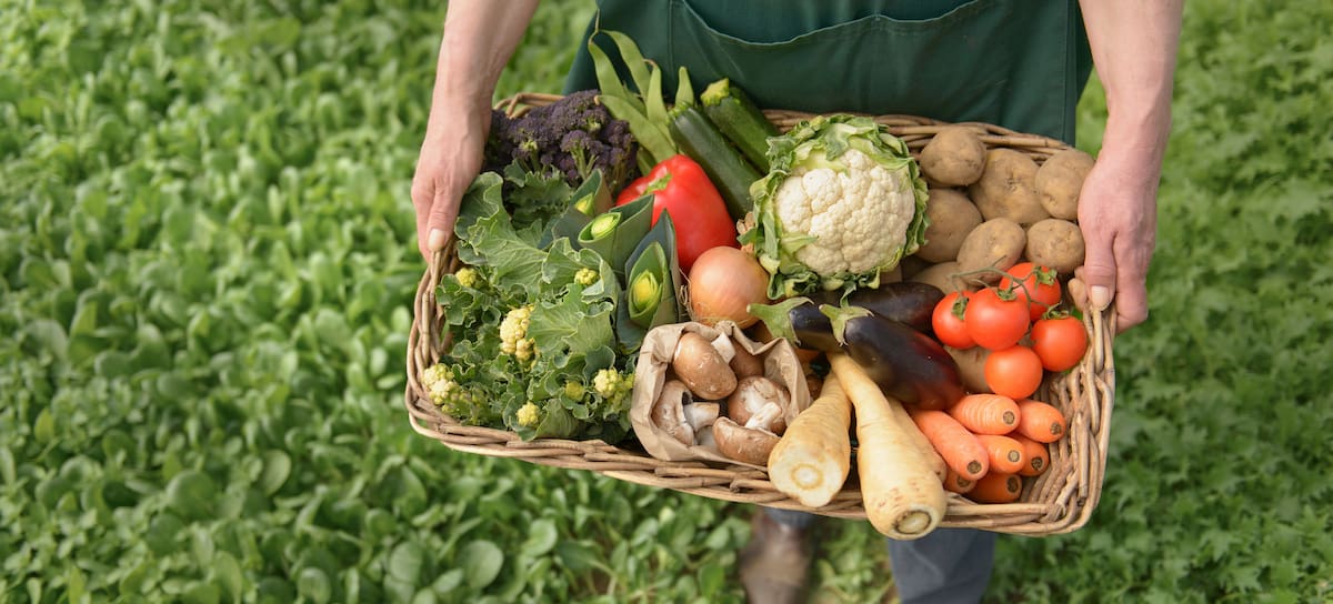 La agricultura regenerativa respeta la tierra y sus tiempos.