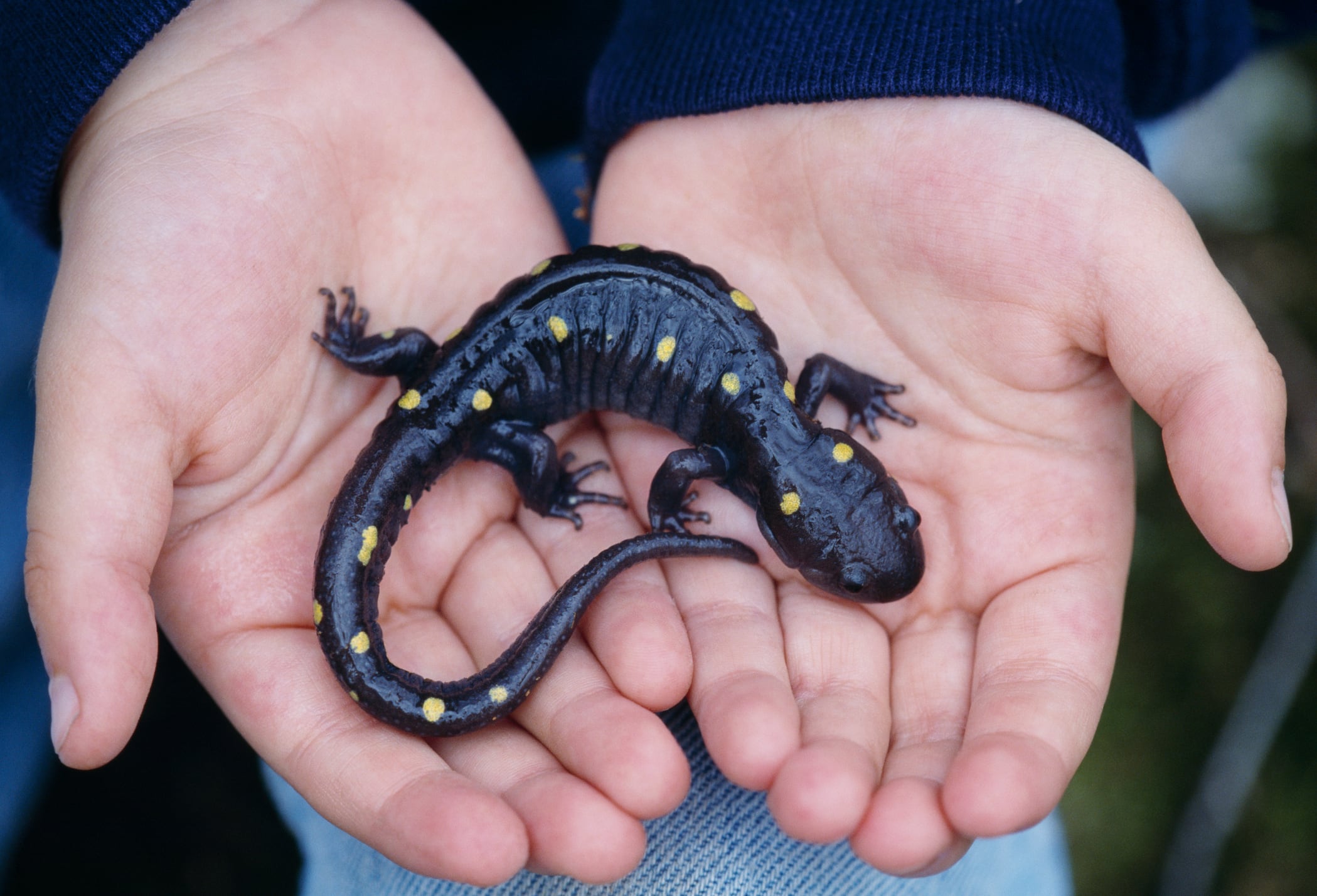 Las salamandras, entre las especies más amenazadas.