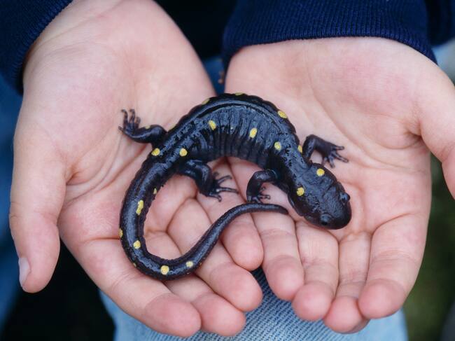 Las salamandras, entre las especies más amenazadas.