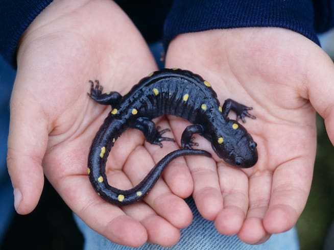 Las salamandras, entre las especies más amenazadas.