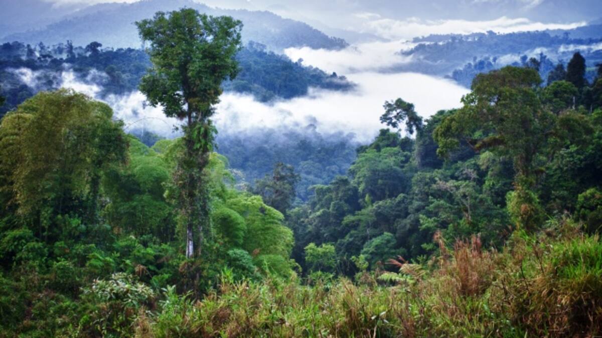 ¿Qué está pasando en el Amazonas?