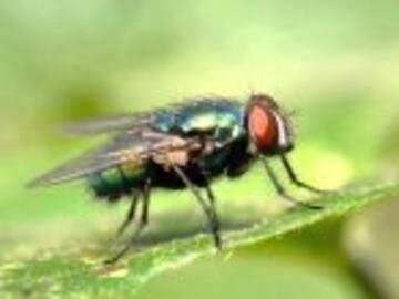 Las moscas son potencialmente peligrosas para la salud