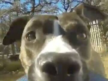 Este perrito se robó una cámara de video pero en realidad se robó nuestro corazón