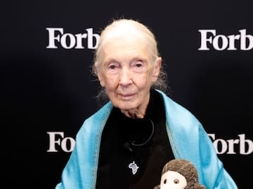 Muere Jane Goodall, pionera en el estudio de los chimpancés y defensora del medioambiente, a los 91 años