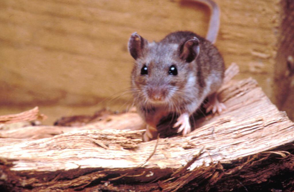 El hantavirus se transmite habitual por el contacto con excrementos, orina o secreciones de roedores infectados.