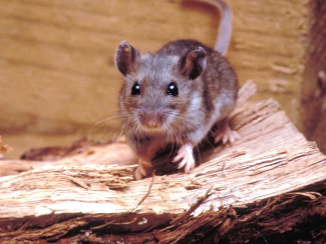 El hantavirus se transmite habitual por el contacto con excrementos, orina o secreciones de roedores infectados.