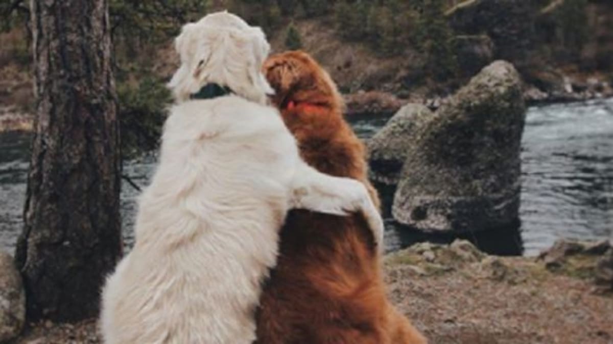 Estos perritos revolucionaron las redes sociales