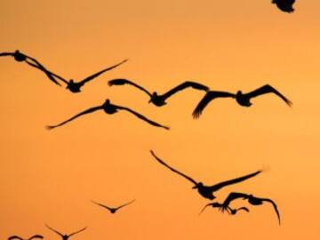 El tendido eléctrico, la principal causa de muerte de aves