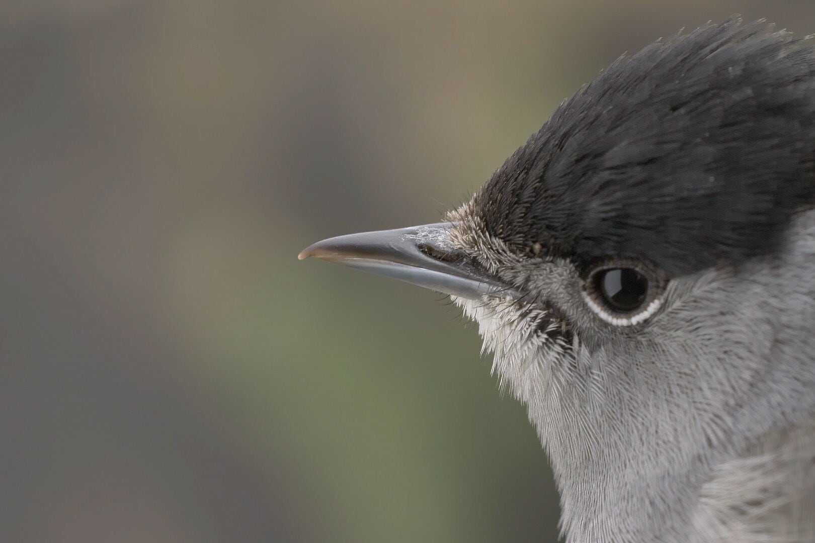 &#039;Pajareros&#039;, está organizado por SEO/Birdlife y La Casa Encendida.