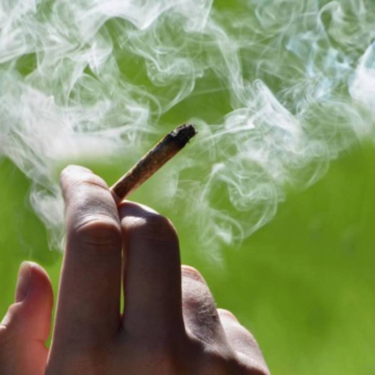Empresa canadiense está contratando catadores de marihuana