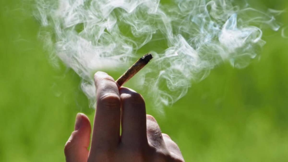 Empresa canadiense está contratando catadores de marihuana
