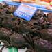 Retiran este congelado de los supermercados por presencia de Salmonella