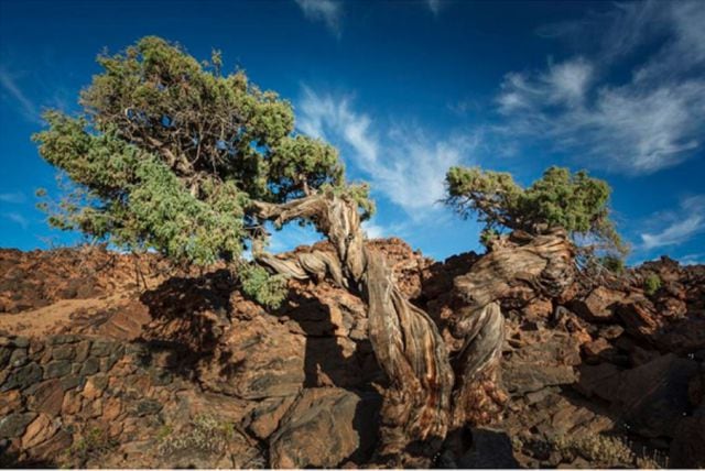 El cedro &#039;El Patriarca&#039; se encuentra dentro del Teide y es el árbol más antiguo de Europa.