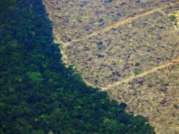 Buenas noticias para los bosques: Europa vota contra la “deforestación importada”