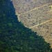 Buenas noticias para los bosques: Europa vota contra la “deforestación importada”