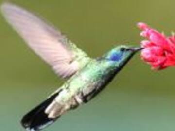 ¿Por qué no vemos tantos colibríes?