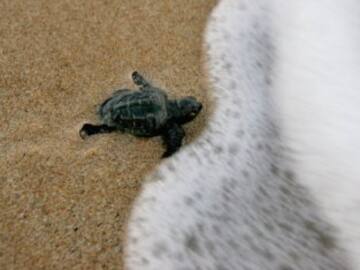 “El 100% de las tortugas que recuperamos tiene plástico en sus estómagos”