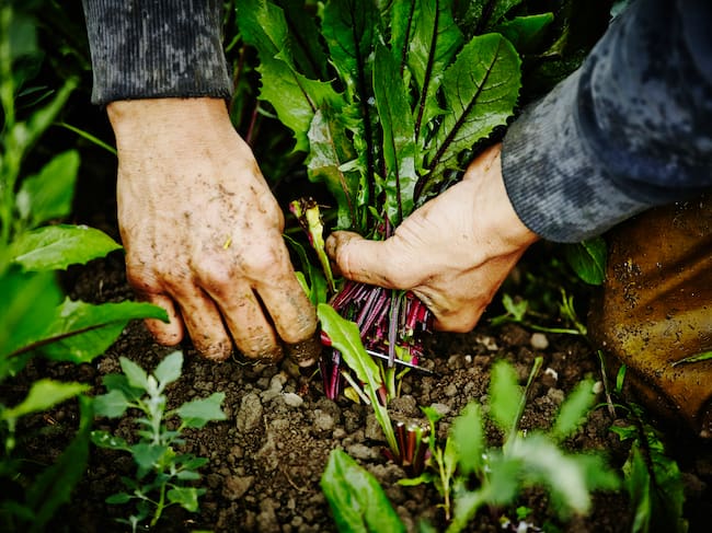 La agricultura regenerativa tiene un gran futuro por delante.