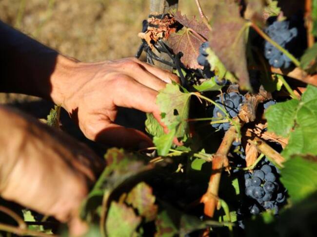 Un hombre vendimando en la provincia de Zamora.