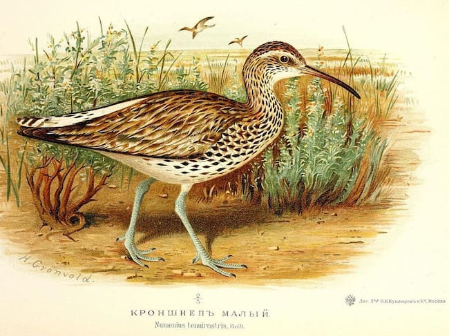 Ilustración de un zarapito fino (Henrik Gronvold).