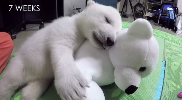 El calorsito lo busco en un oso polar de peluche