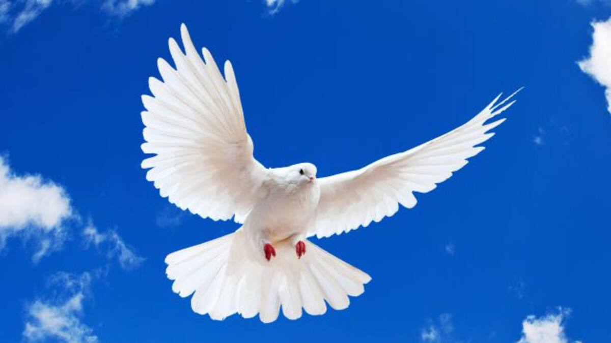 En honor al Día Internacional de la Paz...