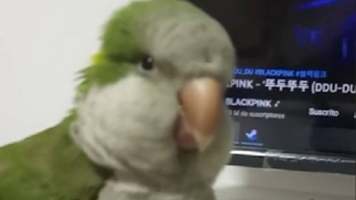 ¡El verdadero BLINK! Mirá el video viral de un lorito cantando una canción de BLACKPINK