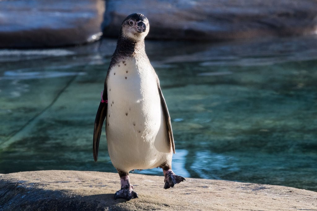 Los pingüinos se alimentas de krill y pescado, pero actualmente no tienen suficiente alimento, ya que los humanos sobrepescan el producto