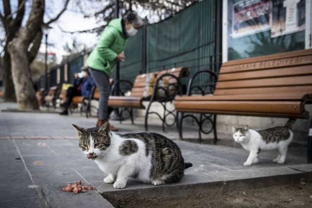 A cambio de proteger la ciudad de las ratas, gatos reciben alimento y comida