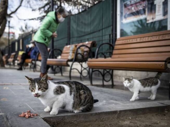A cambio de proteger la ciudad de las ratas, gatos reciben alimento y comida
