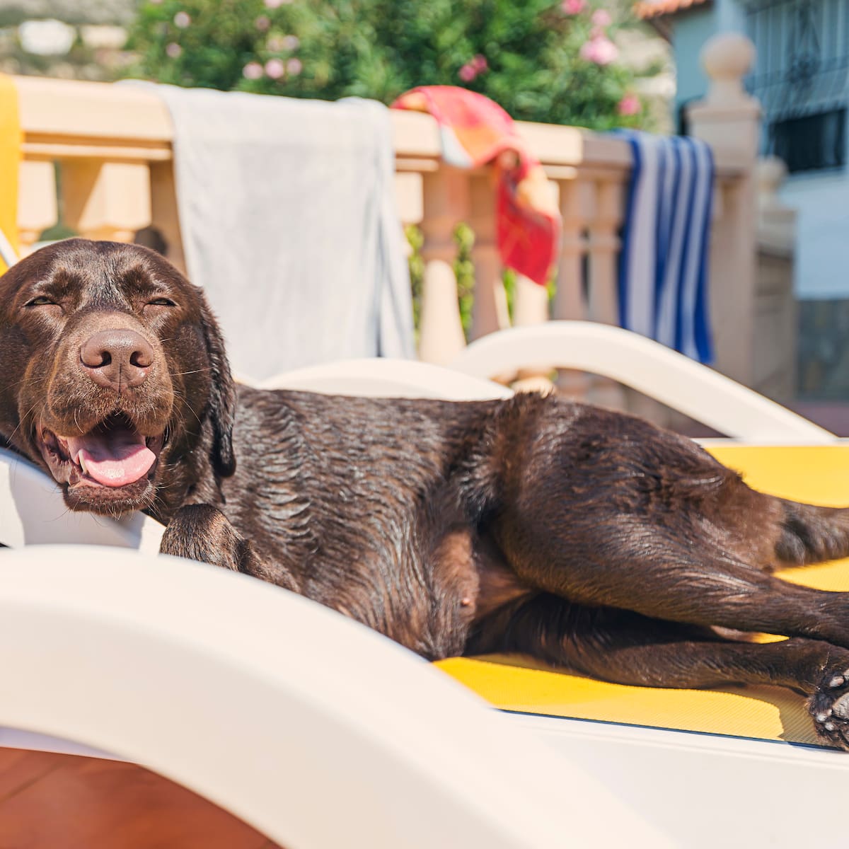 Sarah Endersby, experta en cómo cuidar a tus animales con el calor: "Subestiman lo rápido que un perro puede deshidratarse"