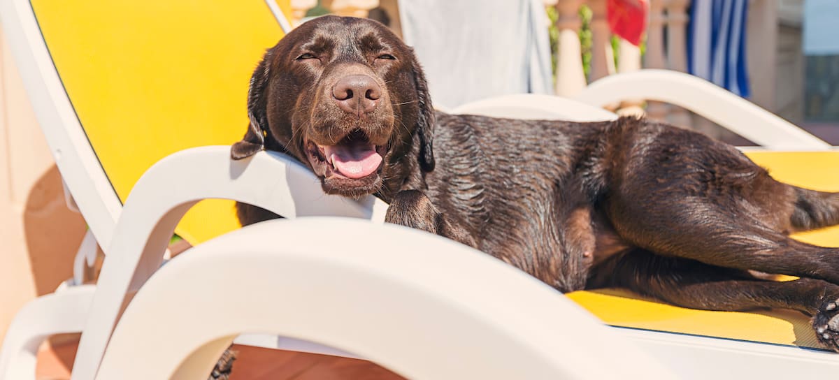 Un perro sobre una hamaca en verano.