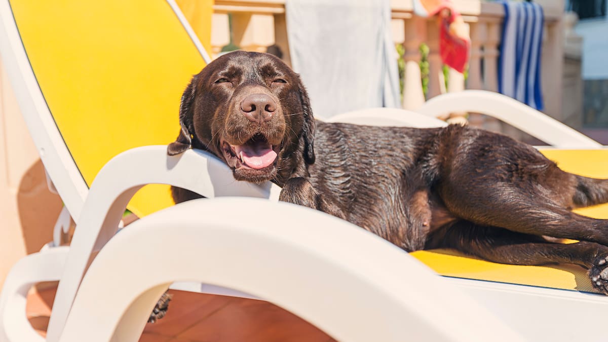 Sarah Endersby, experta en cómo cuidar a tus animales con el calor: "Subestiman lo rápido que un perro puede deshidratarse"