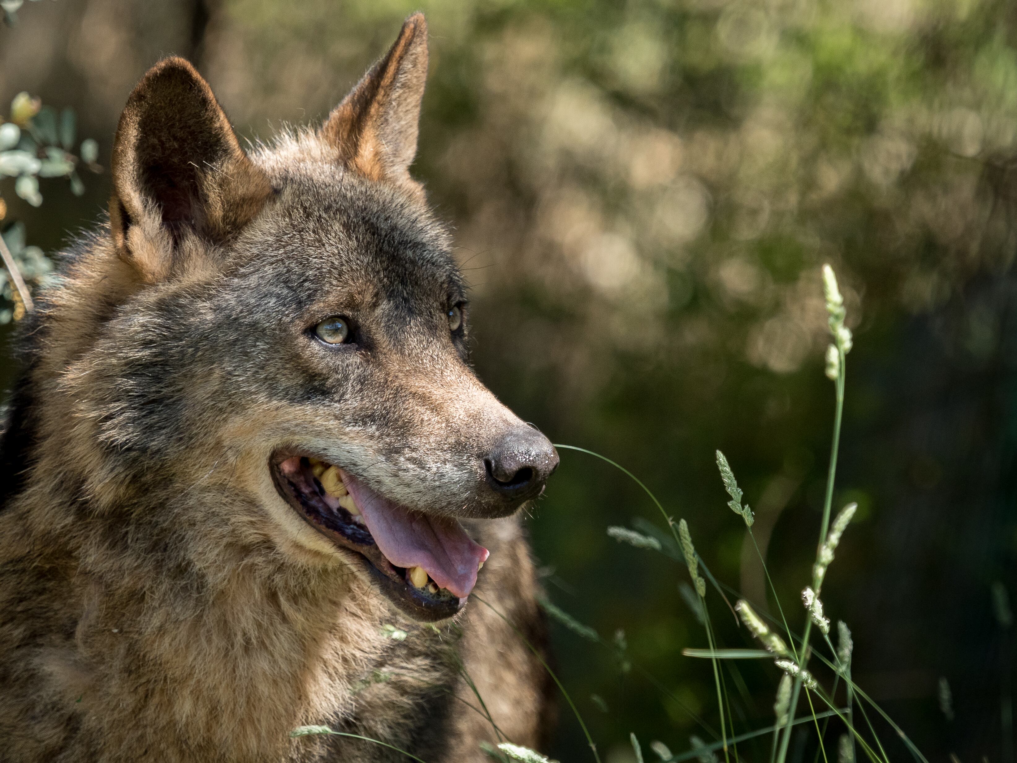 El lobo es un trofeo cotizado por los cazadores.
