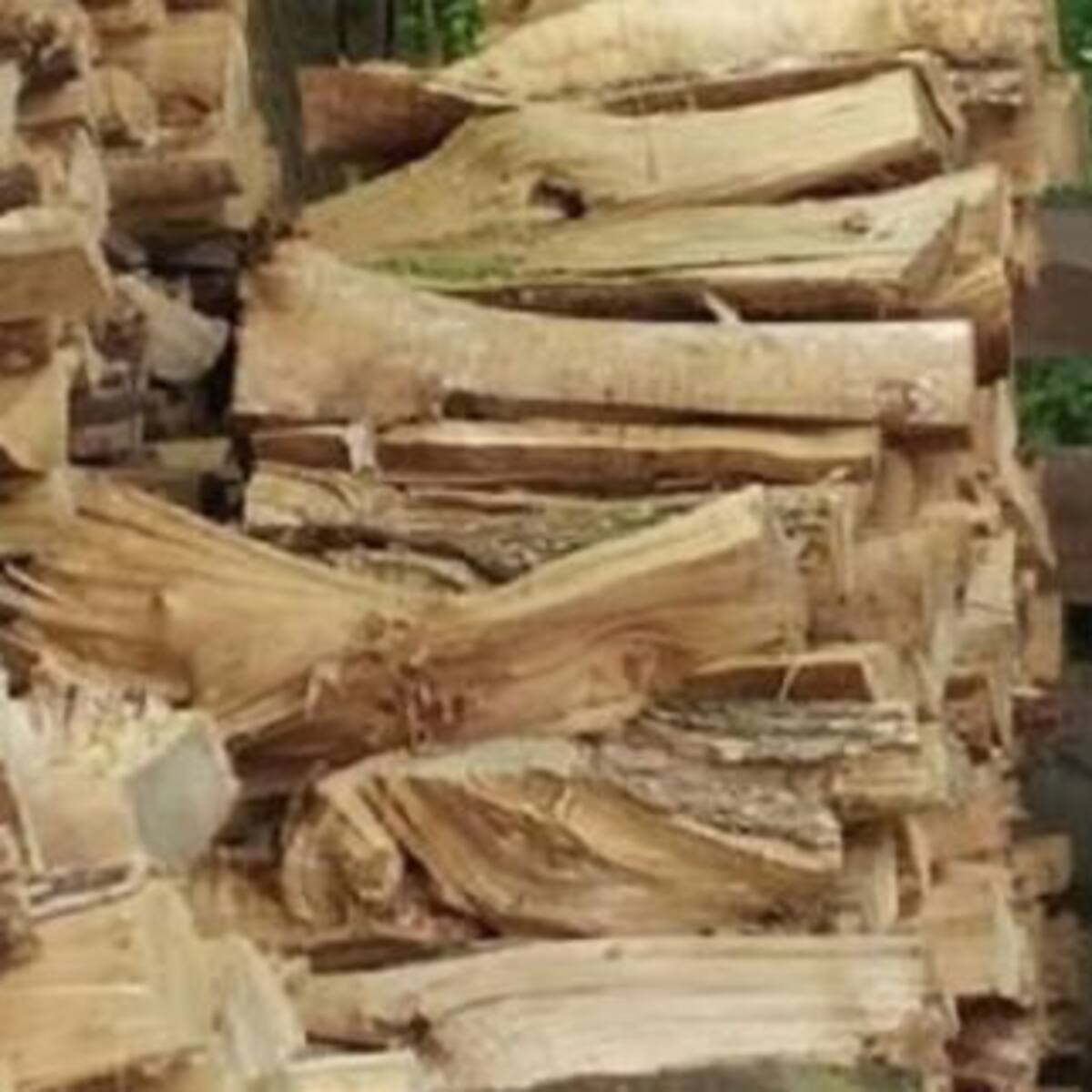 ¿Te animás a encontrar al animal oculto en esta imagen?