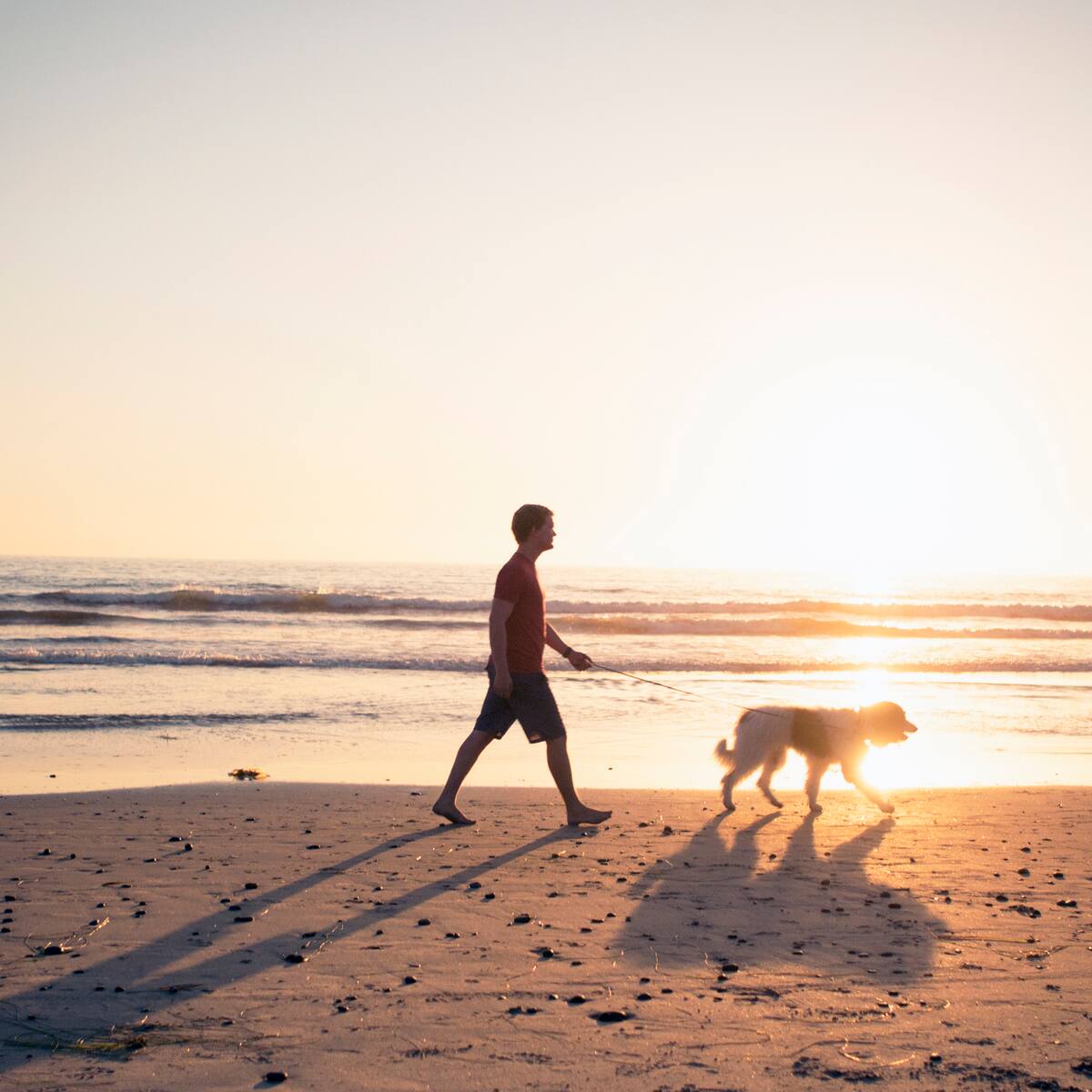 Así debería ser el paseo perfecto para tu perro