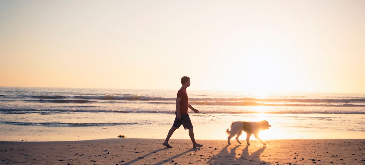 Pasear es esencial para los perros.