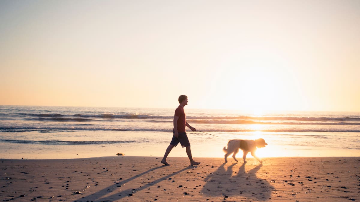 Así debería ser el paseo perfecto para tu perro