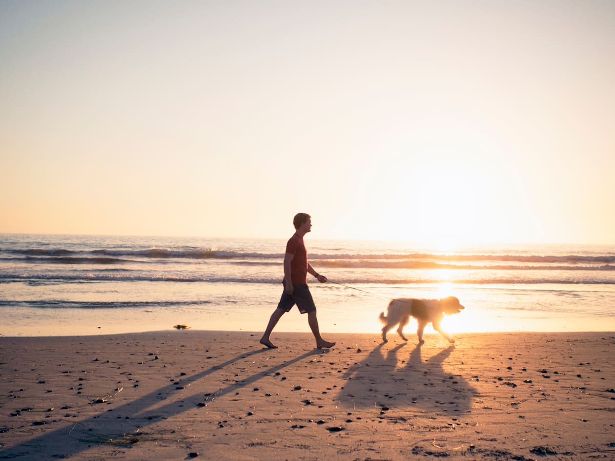 Así debería ser el paseo perfecto para tu perro
